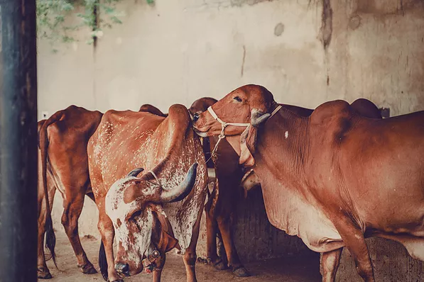 Gir Cow A2 Milk in Ahmedabad