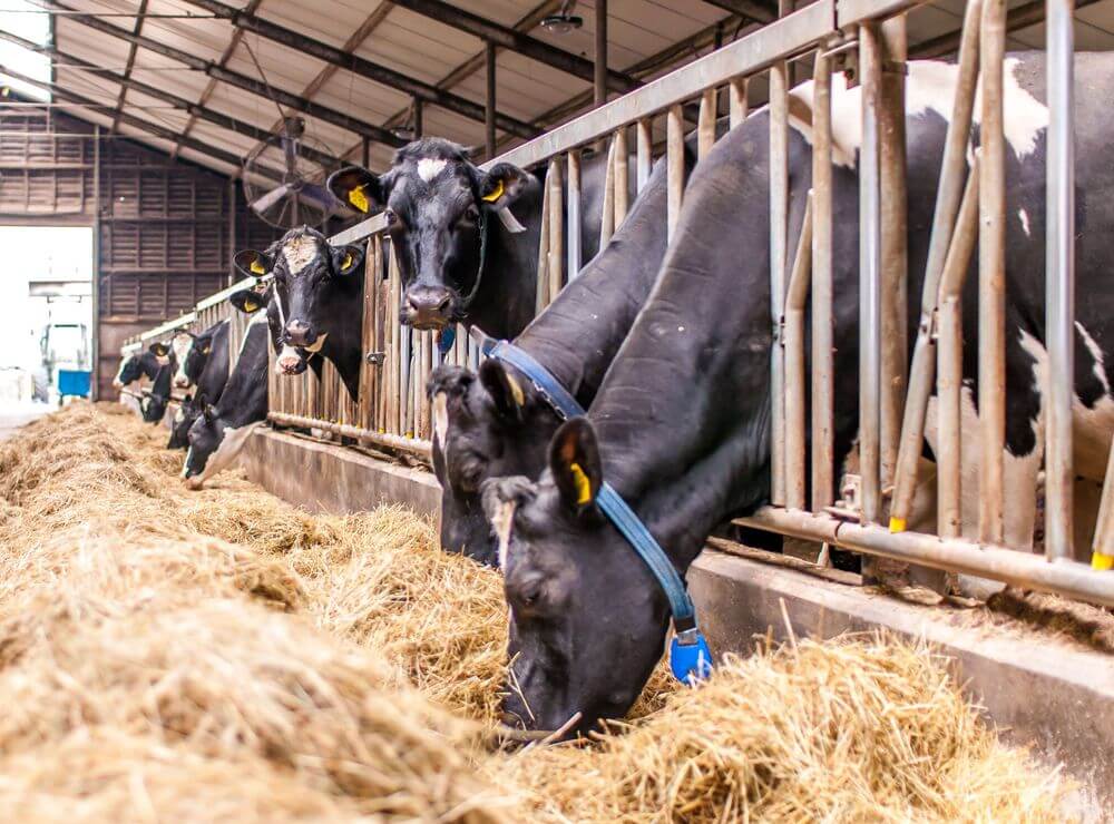 Gir Cow A2 Milk in Gandhainagar